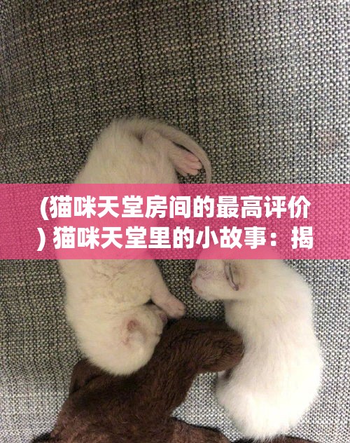 (猫咪天堂房间的最高评价) 猫咪天堂里的小故事：揭秘这些可爱生物的日常趣事，探索它们如何为我们的生活带来无限欢乐！